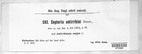 Septoria antirrhini image
